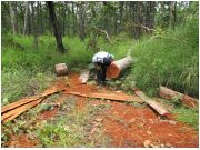 Đắk Lắk: Buộc thôi việc kiểm lâm câu kết với lâm tặc phá rừng