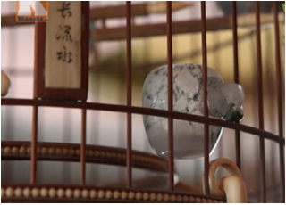 Thú chơi chim, cá cảnh tiền tỷ của đại gia Việt_0