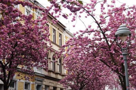 Mùa hoa anh đào ở Bonn_4