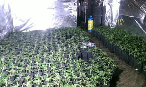 Cảnh sát Đức đột kích hai trang trại cần sa của người Việt - 0 Cảnh sát Đức đột kích hai trang trại cần sa của người Việt - 0