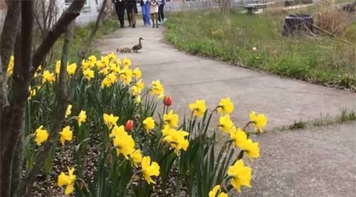 Bài học không-thể-thiếu của trẻ mầm non ở Mỹ, Nhật - 0 Bài học không-thể-thiếu của trẻ mầm non ở Mỹ, Nhật - 0