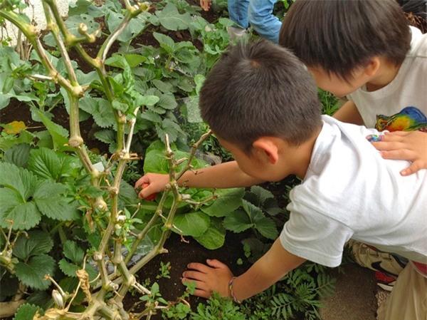 Bài học không-thể-thiếu của trẻ mầm non ở Mỹ, Nhật - 5 Bài học không-thể-thiếu của trẻ mầm non ở Mỹ, Nhật - 5