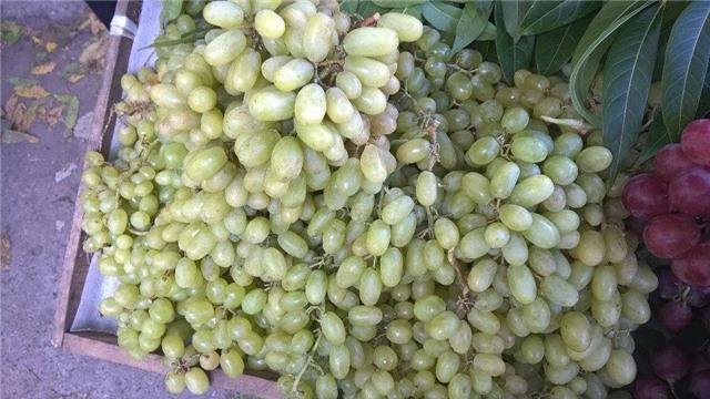 Nho Tàu, Cam Trung Quốc không hạt: Bà nội trợ hớ nặng - 1