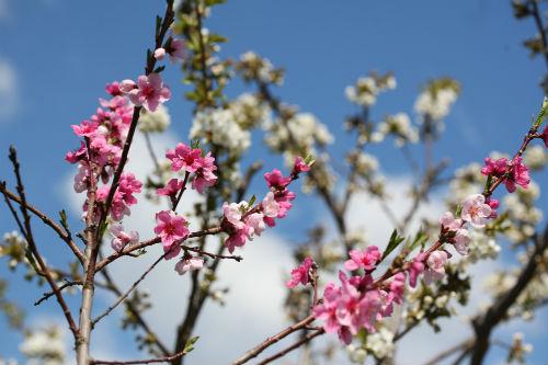 Xuân trong thơ Việt ở Đức - 0 Xuân trong thơ Việt ở Đức - 0