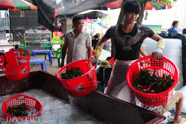 Thương lái Trung Quốc tràn ngập chợ vải thiều, ép giá nông dân - 11 Thương lái Trung Quốc tràn ngập chợ vải thiều, ép giá nông dân - 11