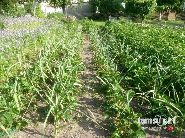 Nữ Việt kiều Đức với khu vườn 2200m2 rau củ quả quanh năm để đi... biếu - 1 Nữ Việt kiều Đức với khu vườn 2200m2 rau củ quả quanh năm để đi... biếu - 1