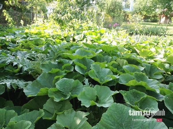 Nữ Việt kiều Đức với khu vườn 2200m2 rau củ quả quanh năm để đi... biếu - 4 Nữ Việt kiều Đức với khu vườn 2200m2 rau củ quả quanh năm để đi... biếu - 4
