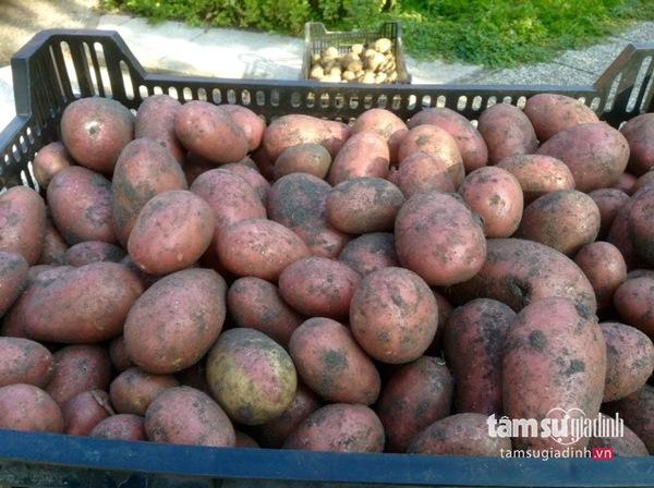 Nữ Việt kiều Đức với khu vườn 2200m2 rau củ quả quanh năm để đi... biếu - 7 Nữ Việt kiều Đức với khu vườn 2200m2 rau củ quả quanh năm để đi... biếu - 7