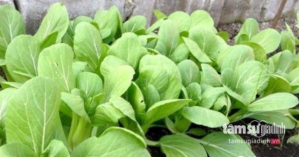 Nữ Việt kiều Đức với khu vườn 2200m2 rau củ quả quanh năm để đi... biếu - 10 Nữ Việt kiều Đức với khu vườn 2200m2 rau củ quả quanh năm để đi... biếu - 10