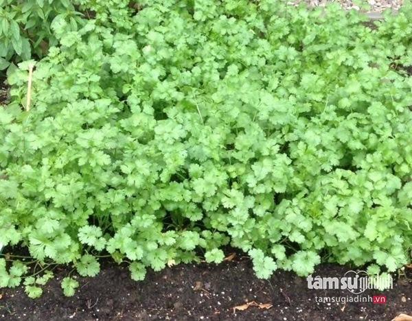 Nữ Việt kiều Đức với khu vườn 2200m2 rau củ quả quanh năm để đi... biếu - 12 Nữ Việt kiều Đức với khu vườn 2200m2 rau củ quả quanh năm để đi... biếu - 12