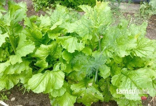 Nữ Việt kiều Đức với khu vườn 2200m2 rau củ quả quanh năm để đi... biếu - 9 Nữ Việt kiều Đức với khu vườn 2200m2 rau củ quả quanh năm để đi... biếu - 9