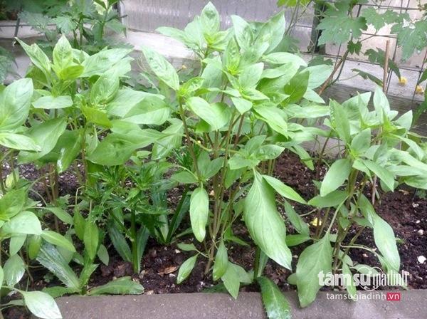 Nữ Việt kiều Đức với khu vườn 2200m2 rau củ quả quanh năm để đi... biếu - 13 Nữ Việt kiều Đức với khu vườn 2200m2 rau củ quả quanh năm để đi... biếu - 13