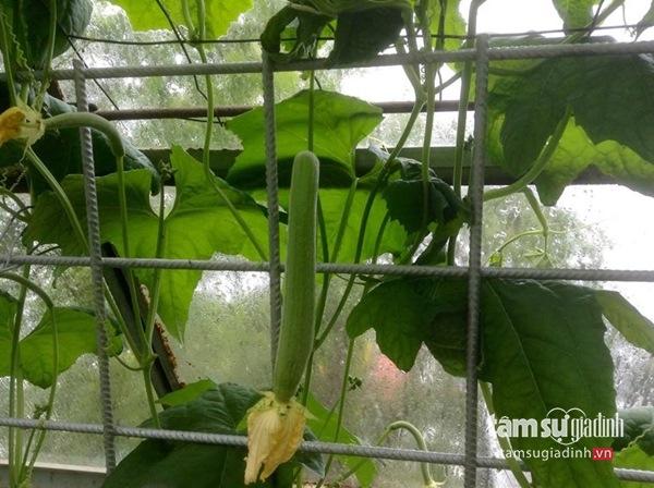 Nữ Việt kiều Đức với khu vườn 2200m2 rau củ quả quanh năm để đi... biếu - 14 Nữ Việt kiều Đức với khu vườn 2200m2 rau củ quả quanh năm để đi... biếu - 14