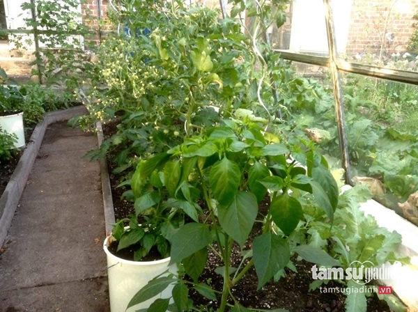 Nữ Việt kiều Đức với khu vườn 2200m2 rau củ quả quanh năm để đi... biếu - 17 Nữ Việt kiều Đức với khu vườn 2200m2 rau củ quả quanh năm để đi... biếu - 17