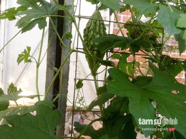 Nữ Việt kiều Đức với khu vườn 2200m2 rau củ quả quanh năm để đi... biếu - 21 Nữ Việt kiều Đức với khu vườn 2200m2 rau củ quả quanh năm để đi... biếu - 21