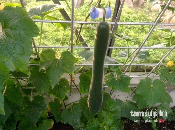 Nữ Việt kiều Đức với khu vườn 2200m2 rau củ quả quanh năm để đi... biếu - 23 Nữ Việt kiều Đức với khu vườn 2200m2 rau củ quả quanh năm để đi... biếu - 23