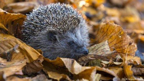 Đẹp nao lòng Mùa thu nước Đức - 5 Đẹp nao lòng Mùa thu nước Đức - 5