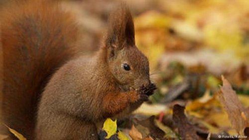 Đẹp nao lòng Mùa thu nước Đức - 6 Đẹp nao lòng Mùa thu nước Đức - 6