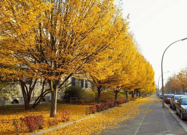 Đắm say sắc vàng mùa thu ở Nước Đức - 0