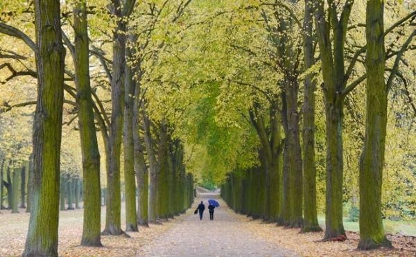 Bộ ảnh mùa thu Berlin đẹp như tranh của chàng trai người Việt - 10