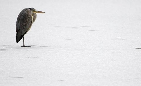 Vẻ đẹp lạnh lùng và bí ẩn của mùa đông nước Đức  - 9