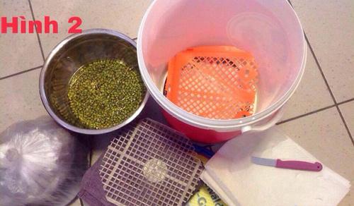 Mẹ Việt ở Đức chia sẻ cách làm giá đỗ mập mạp bằng giấy và khăn - 1