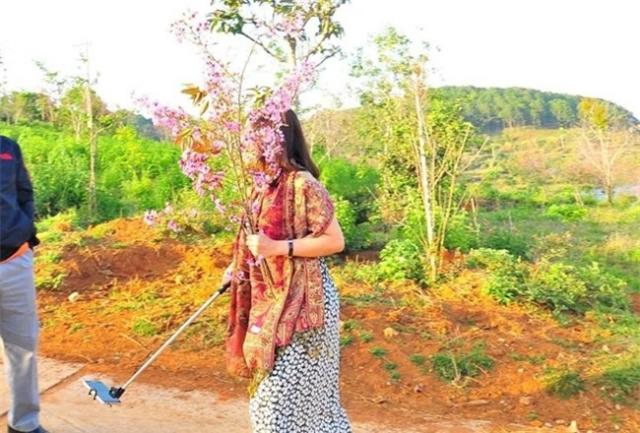Nữ du khách phá hoại mai anh đào khiến người Đà Lạt giận dữ - 1 Nữ du khách phá hoại mai anh đào khiến người Đà Lạt giận dữ - 1