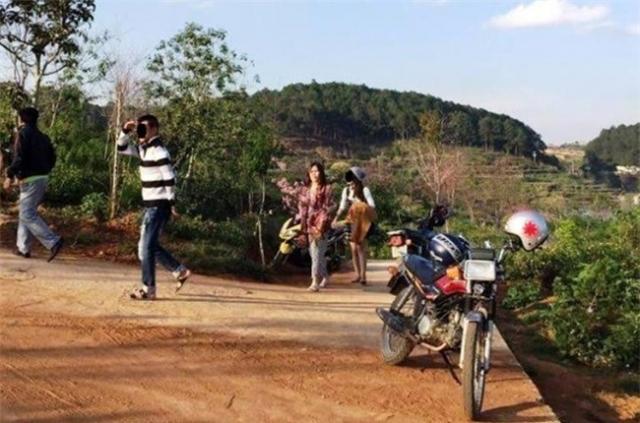 Nữ du khách phá hoại mai anh đào khiến người Đà Lạt giận dữ - 2 Nữ du khách phá hoại mai anh đào khiến người Đà Lạt giận dữ - 2