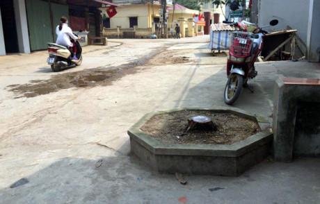 Hà Nội: Dẹp vỉa hè, dẹp luôn cả... cây xanh, hàng chục cây bị chặt nhầm - 4