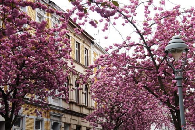 Tháng 4 về, ngắm hoa Anh đào trên một trong những con đường TÌNH nổi tiếng nhất thế giới ở Đức - 3