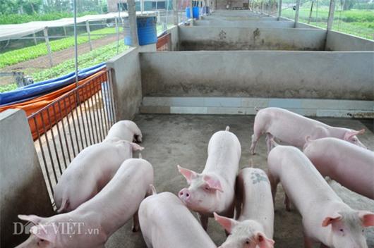 Gi&aacute; lợn c&ograve;n 15.000 đồng/kg: D&acirc;n kh&oacute;c bỏ đ&oacute;i lợn, cả x&atilde; như c&oacute; tang - 0