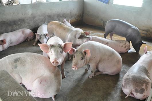 Gi&aacute; lợn c&ograve;n 15.000 đồng/kg: D&acirc;n kh&oacute;c bỏ đ&oacute;i lợn, cả x&atilde; như c&oacute; tang - 1