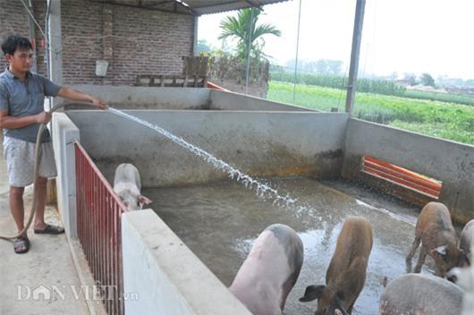 Gi&aacute; lợn c&ograve;n 15.000 đồng/kg: D&acirc;n kh&oacute;c bỏ đ&oacute;i lợn, cả x&atilde; như c&oacute; tang - 2