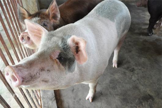 Gi&aacute; lợn c&ograve;n 15.000 đồng/kg: D&acirc;n kh&oacute;c bỏ đ&oacute;i lợn, cả x&atilde; như c&oacute; tang - 3