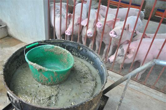 Gi&aacute; lợn c&ograve;n 15.000 đồng/kg: D&acirc;n kh&oacute;c bỏ đ&oacute;i lợn, cả x&atilde; như c&oacute; tang - 4