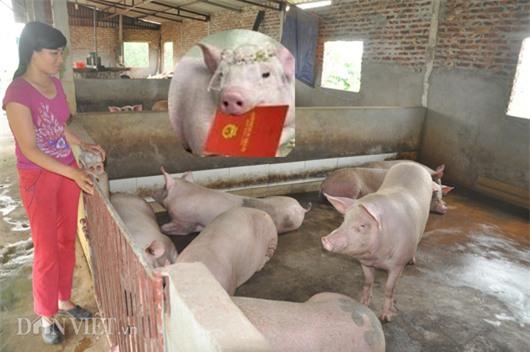 Gi&aacute; lợn c&ograve;n 15.000 đồng/kg: D&acirc;n kh&oacute;c bỏ đ&oacute;i lợn, cả x&atilde; như c&oacute; tang - 6
