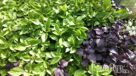 Vườn địa đàng đẹp như mơ chẳng thiếu cây gì của ông bố Việt ở Đức - 2 Vườn địa đàng đẹp như mơ chẳng thiếu cây gì của ông bố Việt ở Đức - 2