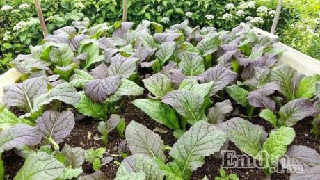 Vườn địa đàng đẹp như mơ chẳng thiếu cây gì của ông bố Việt ở Đức - 3 Vườn địa đàng đẹp như mơ chẳng thiếu cây gì của ông bố Việt ở Đức - 3