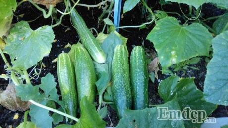 Vườn địa đàng đẹp như mơ chẳng thiếu cây gì của ông bố Việt ở Đức - 4 Vườn địa đàng đẹp như mơ chẳng thiếu cây gì của ông bố Việt ở Đức - 4