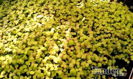 Vườn địa đàng đẹp như mơ chẳng thiếu cây gì của ông bố Việt ở Đức - 5 Vườn địa đàng đẹp như mơ chẳng thiếu cây gì của ông bố Việt ở Đức - 5