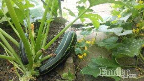 Vườn địa đàng đẹp như mơ chẳng thiếu cây gì của ông bố Việt ở Đức - 6 Vườn địa đàng đẹp như mơ chẳng thiếu cây gì của ông bố Việt ở Đức - 6