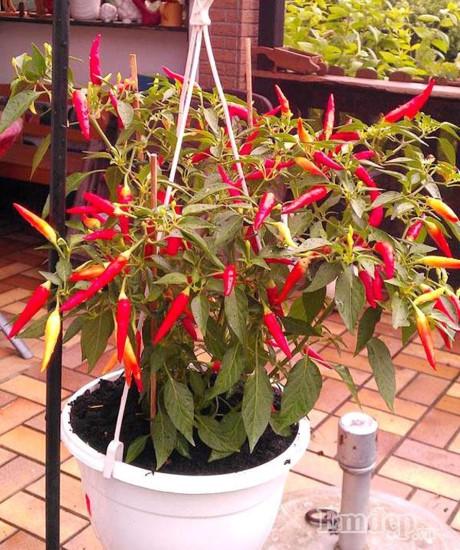 Vườn địa đàng đẹp như mơ chẳng thiếu cây gì của ông bố Việt ở Đức - 7 Vườn địa đàng đẹp như mơ chẳng thiếu cây gì của ông bố Việt ở Đức - 7