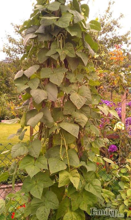 Vườn địa đàng đẹp như mơ chẳng thiếu cây gì của ông bố Việt ở Đức - 9 Vườn địa đàng đẹp như mơ chẳng thiếu cây gì của ông bố Việt ở Đức - 9