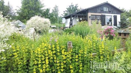 Vườn địa đàng đẹp như mơ chẳng thiếu cây gì của ông bố Việt ở Đức - 11 Vườn địa đàng đẹp như mơ chẳng thiếu cây gì của ông bố Việt ở Đức - 11