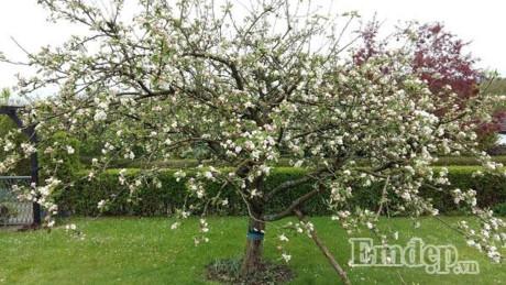 Vườn địa đàng đẹp như mơ chẳng thiếu cây gì của ông bố Việt ở Đức - 12 Vườn địa đàng đẹp như mơ chẳng thiếu cây gì của ông bố Việt ở Đức - 12