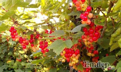 Vườn địa đàng đẹp như mơ chẳng thiếu cây gì của ông bố Việt ở Đức - 13 Vườn địa đàng đẹp như mơ chẳng thiếu cây gì của ông bố Việt ở Đức - 13