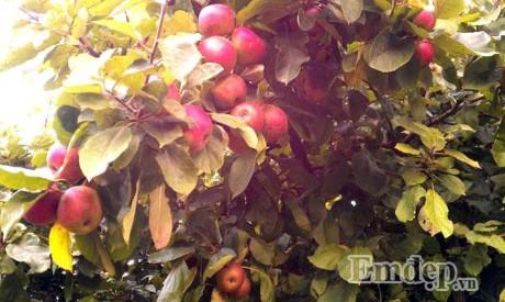 Vườn địa đàng đẹp như mơ chẳng thiếu cây gì của ông bố Việt ở Đức - 14 Vườn địa đàng đẹp như mơ chẳng thiếu cây gì của ông bố Việt ở Đức - 14