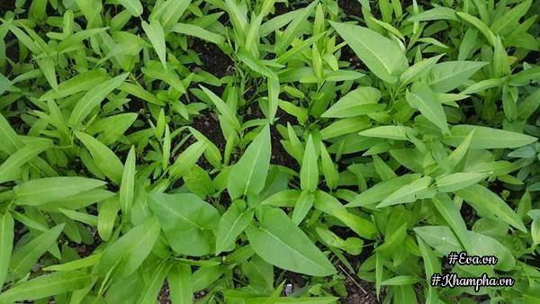 Mua rau Tây quá đắt đỏ, mẹ Việt ở Đức tự tay trồng vườn rau trái xum xuê - 5