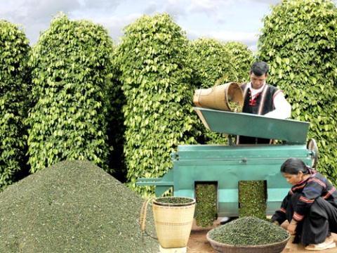 Thương lái Trung Quốc tung chiêu trò hiểm ác - 0