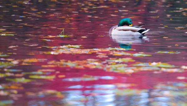 15 bức ảnh chứng minh cho sự quyến rũ khó cưỡng của mùa thu nước Đức - 11